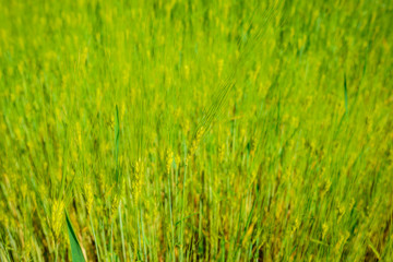 landscape of barley field in early summer