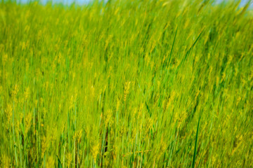 landscape of barley field in early summer