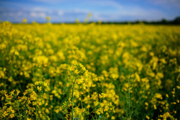 Yellow oilseed rape field under the blue sky