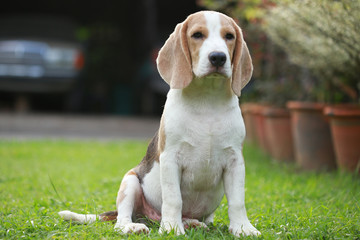 strong purebred beagle dog in action, strong male silver tri color beagle dog 