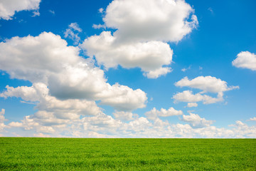 Obraz premium Green grass and blue sky with white clouds