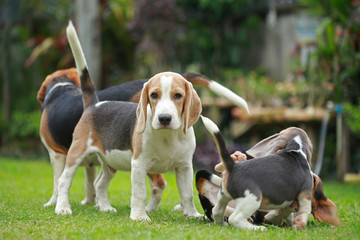 strong purebred beagle dog in action, strong male silver tri color beagle dog 