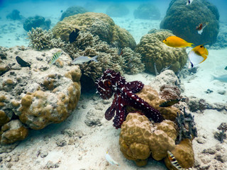 Octopus Reef