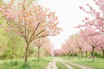 Obraz premium japanese cherry blossoms 