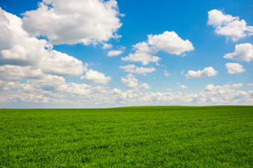 Green grass and blue sky with white clouds