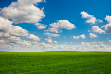 Fototapeta na wymiar Green grass and blue sky with white clouds
