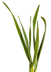 Green leaves of garlic. Isolated on white background