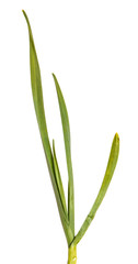 Green leaves of garlic. Isolated on white background