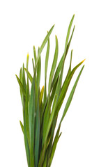 A bunch of green grass. Isolated on white background