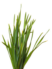 A bunch of green grass. Isolated on white background