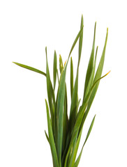 A bunch of green grass. Isolated on white background