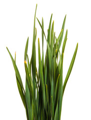 A bunch of green grass. Isolated on white background
