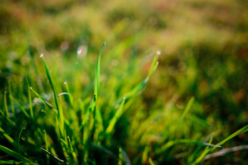 Fresh morning dew on spring grass, natural background - close up