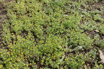 Fototapeta na wymiar Lots of small Ceratocephala testiculata plants with dull yellow flowers