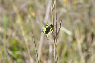 Ascalaphe soufré (Libelloides coccajus)