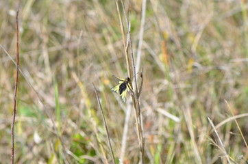 Ascalaphe soufré (Libelloides coccajus)