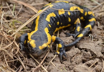 Salamandre tachetée (Salamandra salamandra)