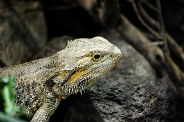 Obraz premium Bartagame