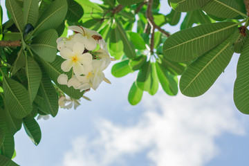 Plumeria flower bossoming for a beautiful summer.