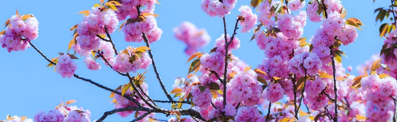 Abwaschbare Fototapete Kirschblüte 八重桜