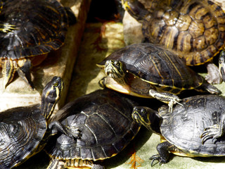 Turtles in a pond