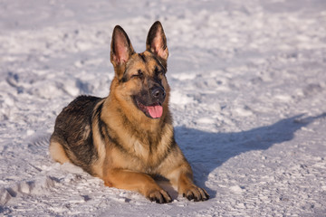 Alsatian dog on the frozen lake