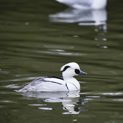 Beautiful portrait of Smew duck bird Megellus Albellus on water in Spring
