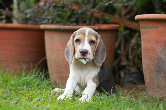 strong purebred silver tri color beagle puppy in action, 2 months cute male beagle puppy