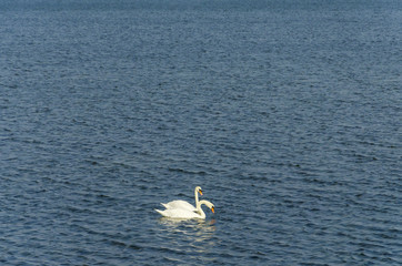 Schwanenpaar, zwei Schwäne