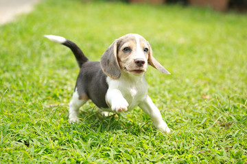 strong purebred silver tri color beagle puppy in action, 2 months cute male beagle puppy