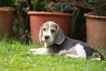 strong purebred silver tri color beagle puppy in action, 2 months cute male beagle puppy