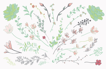 Colorful Drawn Herbs, Plants and Flowers. Vector Illustration