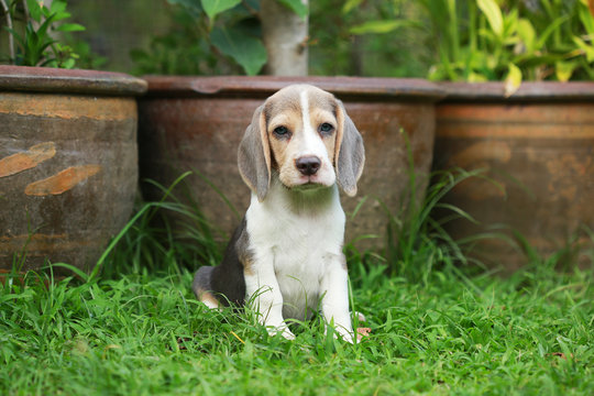 strong purebred silver tri color beagle puppy in action, 2 months cute male beagle puppy