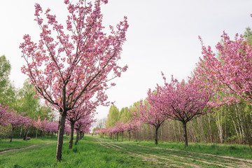 Obraz premium japanese cherry blossoms 