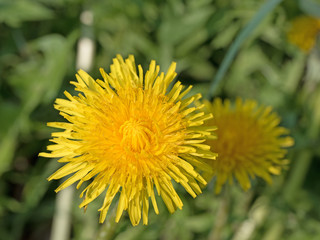 Löwenzahn, Taraxacum, Blüte