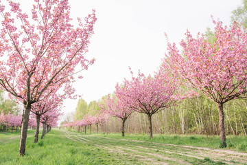 Fototapeta premium japanese cherry blossoms 