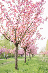 Fototapeta premium japanese cherry blossoms 