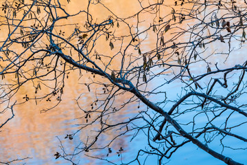 Fototapeta na wymiar The bare branches of the alder on the background of blue water of lake.