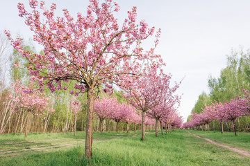 japanese cherry blossoms 