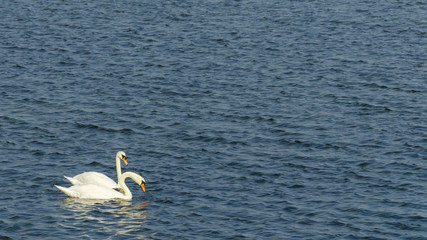 Schwanenpaar,  zwei Schwäne