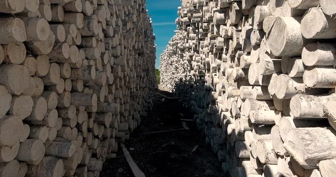 Huge piles of logs at the sawmill