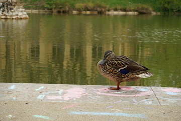 Ente am Feuersee Stuttgart