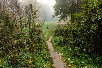 path through the valley in the fog
