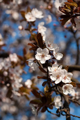 Blossom of the tree