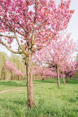 Fototapeta premium japanese cherry blossoms 