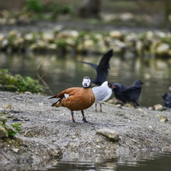 Beautiful portrait of South African Shelduck bird Tadorna Cana on water in Spring