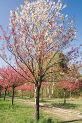 japanese cherry blossoms 