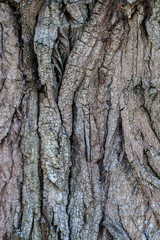wooden texture background