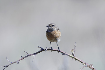 European stonechat (Saxicola rubicola)