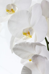 Naklejka na ściany i meble Orchid against white Background